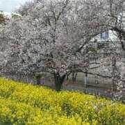 ヒメ日記 2025/04/09 10:31 投稿 あいり 人妻倶楽部内緒の関係 春日部店