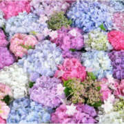 ヒメ日記 2025/06/10 13:41 投稿 とも モアグループ熊谷人妻花壇