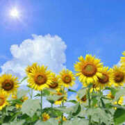 ヒメ日記 2025/08/12 18:53 投稿 とも モアグループ熊谷人妻花壇