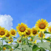 ヒメ日記 2025/09/17 17:05 投稿 とも モアグループ熊谷人妻花壇