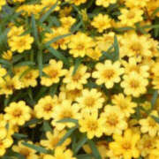 ヒメ日記 2025/09/17 17:12 投稿 とも モアグループ熊谷人妻花壇