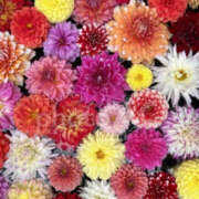 ヒメ日記 2025/11/20 11:41 投稿 とも モアグループ熊谷人妻花壇