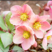 ヒメ日記 2026/01/14 16:08 投稿 とも モアグループ熊谷人妻花壇