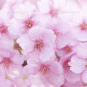 とも お礼♡本指 C-PLUS I様♡ モアグループ熊谷人妻花壇