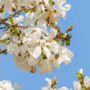 ヒメ日記 2026/03/19 17:15 投稿 とも モアグループ熊谷人妻花壇