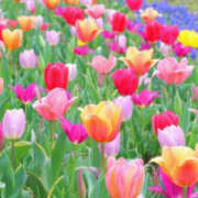 とも お礼♡写指 C-PLUS H様♡ モアグループ熊谷人妻花壇