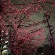 ヒメ日記 2025/04/06 03:55 投稿 【心咲】みさ ドMな団地妻 名古屋・池下店