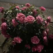 ヒメ日記 2025/05/21 00:15 投稿 【心咲】みさ ドMな団地妻 名古屋・池下店