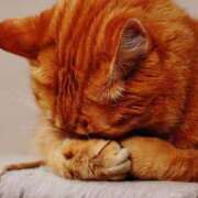 ヒメ日記 2025/01/15 22:42 投稿 れお ドMな団地妻 名古屋・池下店