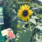 カトレア 7月ありがとう💚 飾窓