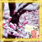 ヒメ日記 2026/02/28 20:26 投稿 カトレア 飾窓