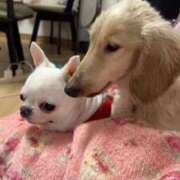 ヒメ日記 2025/02/05 17:16 投稿 ふうか奥様 デザイア日本橋