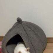 ヒメ日記 2025/10/26 05:36 投稿 ふうか奥様 デザイア日本橋