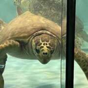 ヒメ日記 2025/11/24 16:26 投稿 ことり G-STAGE