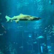 ヒメ日記 2025/11/25 17:29 投稿 ことり G-STAGE