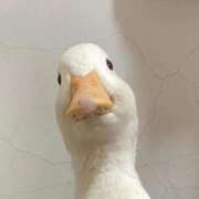 ヒメ日記 2026/02/12 05:45 投稿 ことり G-STAGE