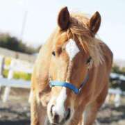 ヒメ日記 2025/10/09 06:00 投稿 Shizuku Tsukino ELEGANT－エレガント－