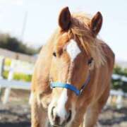 ヒメ日記 2025/10/09 06:49 投稿 Shizuku Tsukino ELEGANT－エレガント－