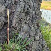 Shizuku Tsukino 🍀 つくし 🍀 ELEGANT－エレガント－