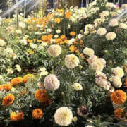 ヒメ日記 2025/11/19 17:13 投稿 れいな先生 Private lesson(水戸)