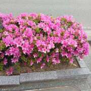 ヒメ日記 2025/05/02 13:43 投稿 あかり ギン妻パラダイス 和歌山店