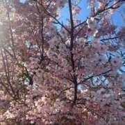 ヒメ日記 2025/03/11 22:06 投稿 るみ 池袋ぱんぷきん（シンデレラグループ）