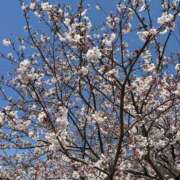 ヒメ日記 2025/04/10 17:15 投稿 るみ 池袋ぱんぷきん（シンデレラグループ）