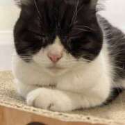 ゆうか 今日は出勤前に猫カフェに行ってきました〜 セータームーン