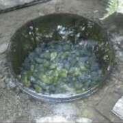 ヒメ日記 2025/01/02 16:34 投稿 椿（つばき） ビッグバード