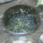 ヒメ日記 2025/04/05 07:04 投稿 椿（つばき） ビッグバード