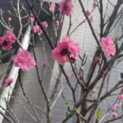 ヒメ日記 2025/03/25 12:10 投稿 さなえ 人妻倶楽部内緒の関係 柏店