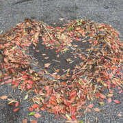 ヒメ日記 2025/10/23 23:45 投稿 かのこ バイオレンス