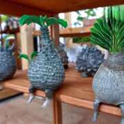 ヒメ日記 2025/01/16 06:12 投稿 きこ 千葉ミセスアロマ（ユメオト）