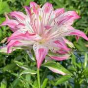 ヒメ日記 2025/02/28 06:34 投稿 きこ 千葉ミセスアロマ（ユメオト）