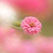 ヒメ日記 2025/03/15 07:53 投稿 きこ 千葉ミセスアロマ（ユメオト）