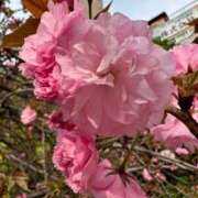 ヒメ日記 2025/04/11 06:42 投稿 きこ 千葉ミセスアロマ（ユメオト）