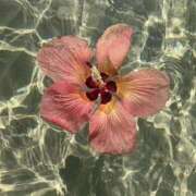 ヒメ日記 2025/04/12 06:43 投稿 きこ 千葉ミセスアロマ（ユメオト）