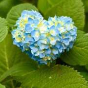 ヒメ日記 2025/06/03 15:17 投稿 きこ 千葉ミセスアロマ（ユメオト）