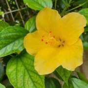 ヒメ日記 2025/06/10 18:58 投稿 きこ 千葉ミセスアロマ（ユメオト）