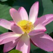 ヒメ日記 2025/07/22 17:57 投稿 きこ 千葉ミセスアロマ（ユメオト）