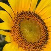 ヒメ日記 2025/07/26 17:05 投稿 きこ 千葉ミセスアロマ（ユメオト）