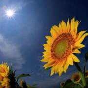 ヒメ日記 2025/07/27 13:31 投稿 きこ 千葉ミセスアロマ（ユメオト）