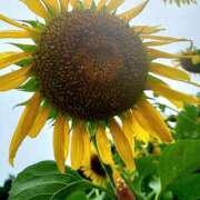 ヒメ日記 2025/08/02 06:41 投稿 きこ 千葉ミセスアロマ（ユメオト）