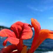 ヒメ日記 2025/08/16 19:59 投稿 きこ 千葉ミセスアロマ（ユメオト）