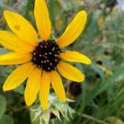 ヒメ日記 2025/08/26 06:34 投稿 きこ 千葉ミセスアロマ（ユメオト）