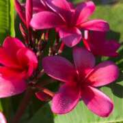 ヒメ日記 2025/09/05 06:47 投稿 きこ 千葉ミセスアロマ（ユメオト）