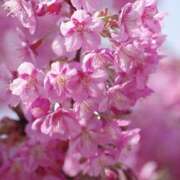 ヒメ日記 2026/03/01 08:53 投稿 きこ 千葉ミセスアロマ（ユメオト）