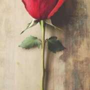 きこ ♥️おはようございます♥️ 千葉ミセスアロマ（ユメオト）