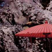 ヒメ日記 2026/03/26 07:36 投稿 きこ 千葉ミセスアロマ（ユメオト）