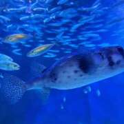 ヒメ日記 2025/10/09 23:25 投稿 みやび 千葉ミセスアロマ（ユメオト）